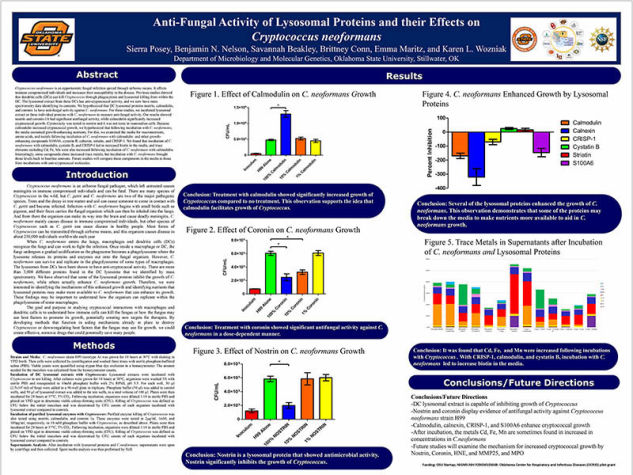 Anti-Fungal Activity